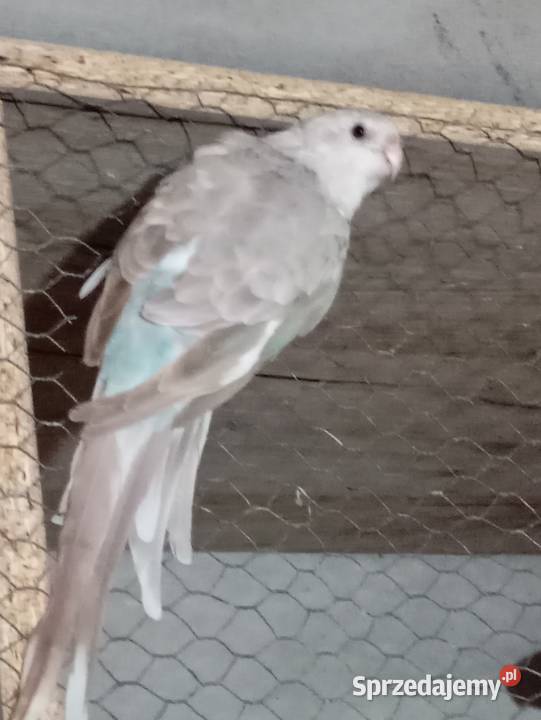 Sprzedam swiergotki Jasienica sprzedam