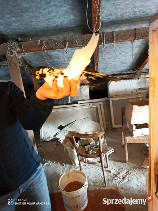 Gołębie zamojskie górnolotne Płoskie