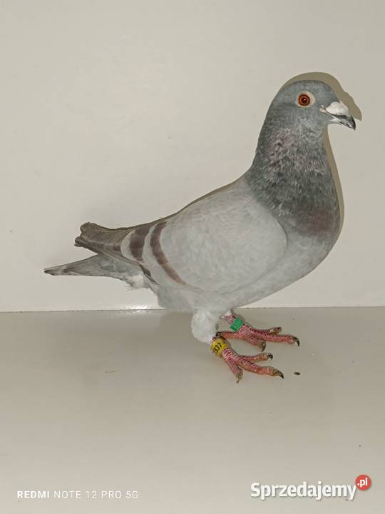 Gołębie Pocztowe Piękne Kolory Włocławek
