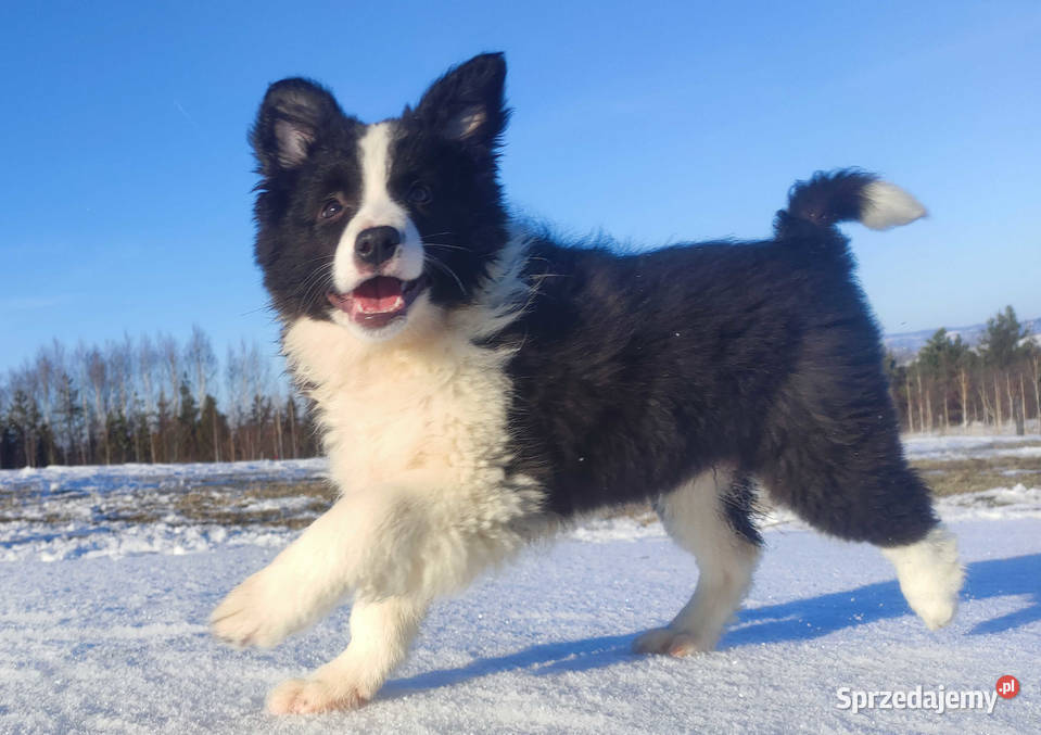 BORDER COLLIE piękna suka z Hodowli Szczenię z Iwonicz