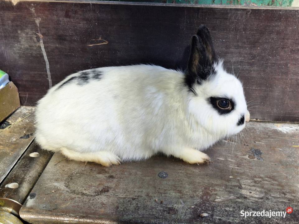 Sprzedam samice Skłoby