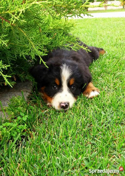 Berneński Pies Pasterski szczeniaki