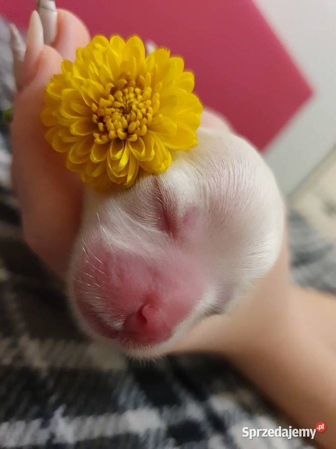 Szczeniaki szczenięta maltańczyki maltańczyk Iława sprzedam