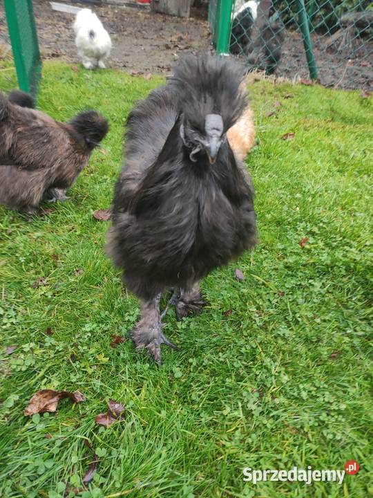 Kogut siłka Dąbrowa Górnicza