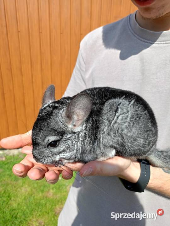 Sprzedam szynszyle Niedrzwica Duża