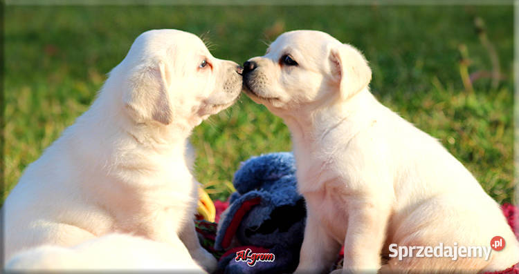 Żółtebiszkoptowe szczenięta rasy Labrador Chynów