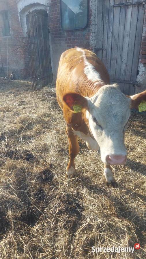 Jałówki 2 sztuki Zwierzęta Pruszcz