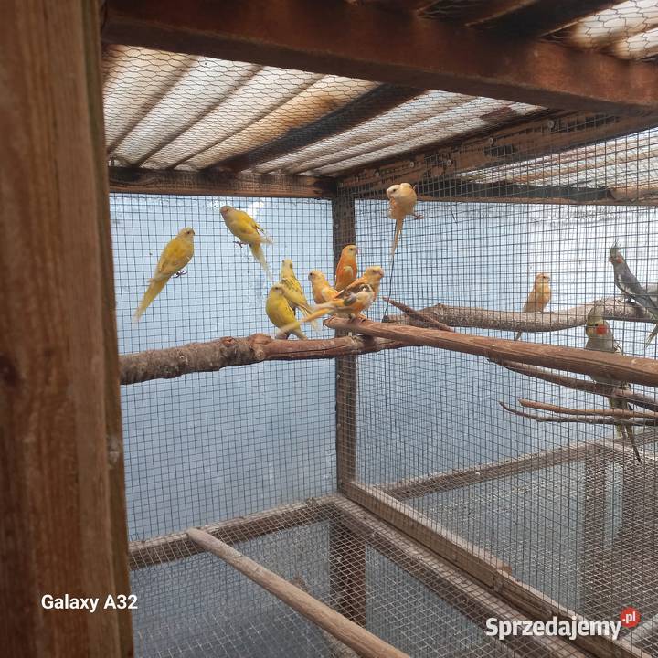 Świergotki seledynowe dorosłe i młode Garwolin sprzedam