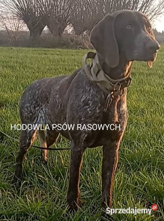 Zapowiedź miotu Wyżeł Niemiecki Krótkowłosy