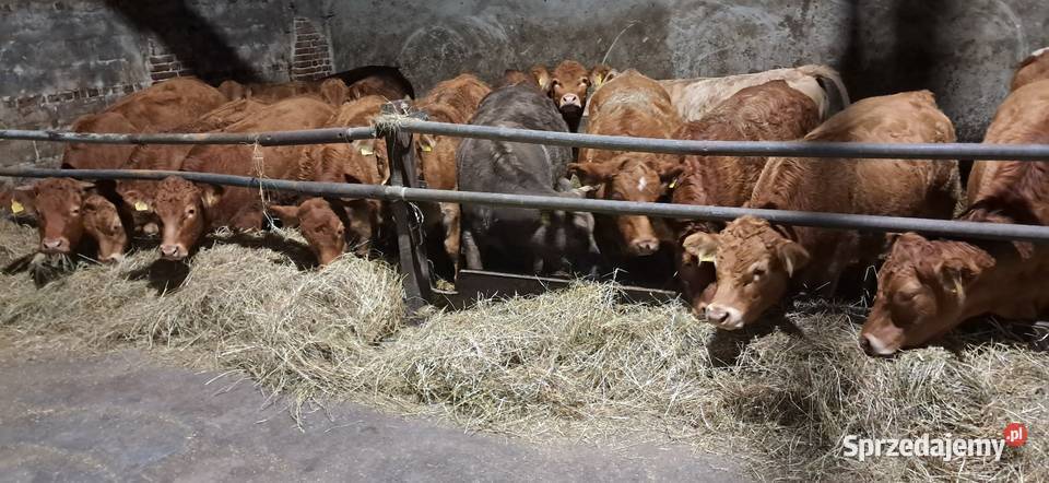 Odsady dolnośląskie Chojnów sprzedam