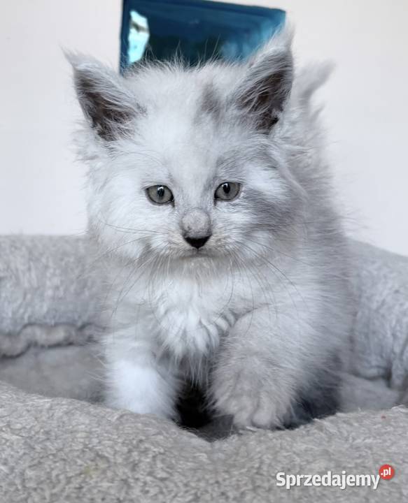 Maine Coon Kocięta importach Maine Coon