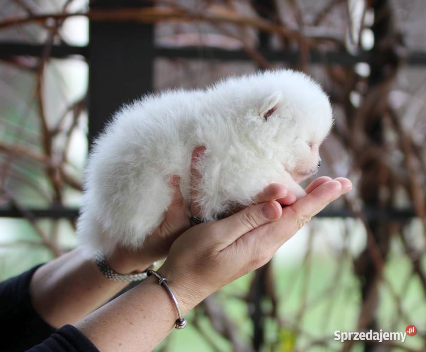 Pomeranian malutki piesek XS FCI Konstantynów Łódzki