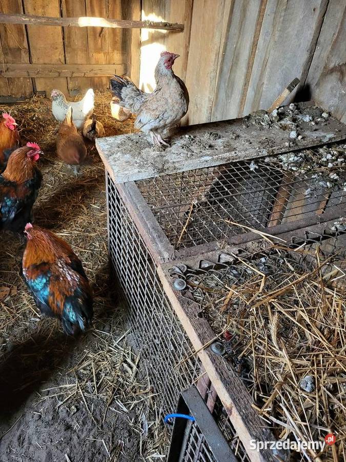 Koguty marans liliputy sraukan Zrąbiec sprzedam