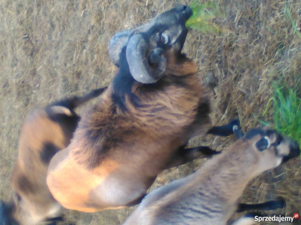 Sprzedam barana kamuruńskiego lubelskie Jusaki-Zarzeka