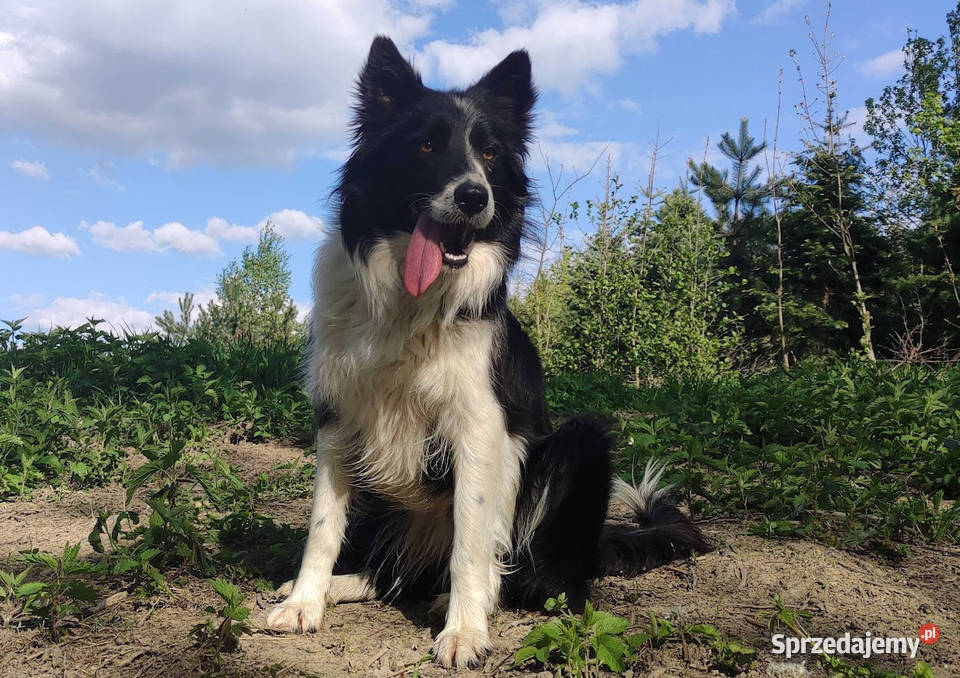 Wspaniały Pies FABIO BORDER COLLIE z pełną dok Iwonicz sprzedam