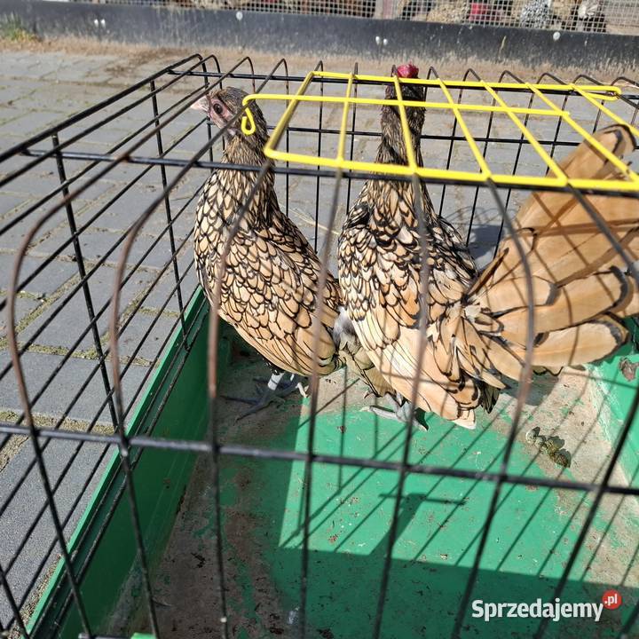 Sebrytki Ostrów Wielkopolski sprzedam