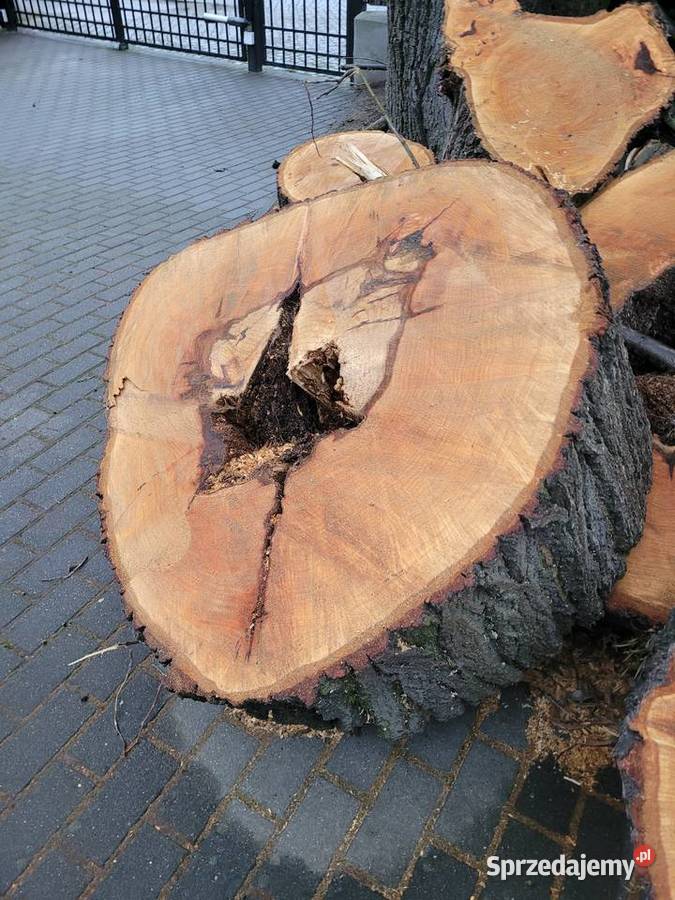 Lipa kłoda ponad 100lat
