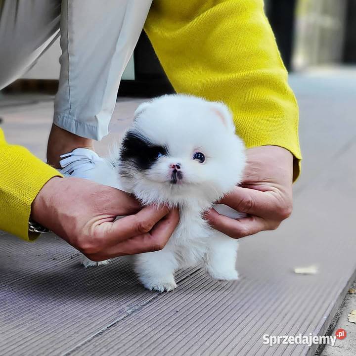 Super Szpic Pomeranian Szczenieta kujawsko-pomorskie Włocławek sprzedam