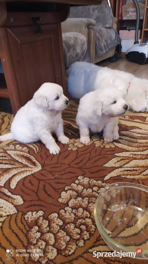 Owczarki Podhalanskie Łochów