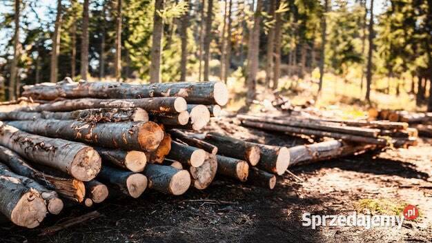 Wycinka drzew krzewów cięcie rąbanie drewna pomorskie