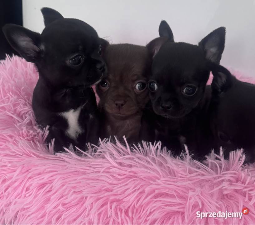 Chihuahua Xs Gorzów Wielkopolski sprzedam