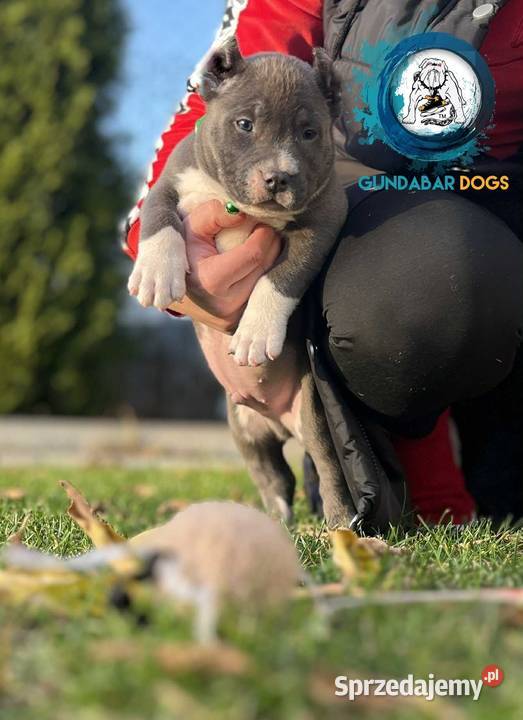 American Bully piesek ABKC wielkopolskie Koło sprzedam