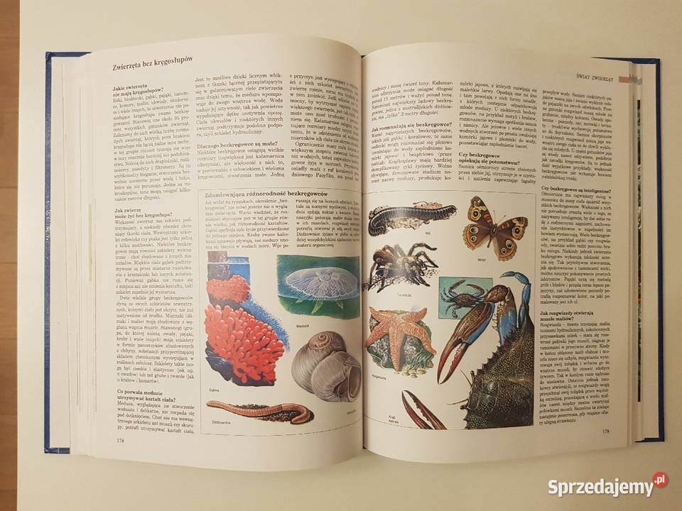 ABC Przyrody W pytaniach i odpowiedziach geografia, geologia, turystyka zachodniopomorskie Szczecin