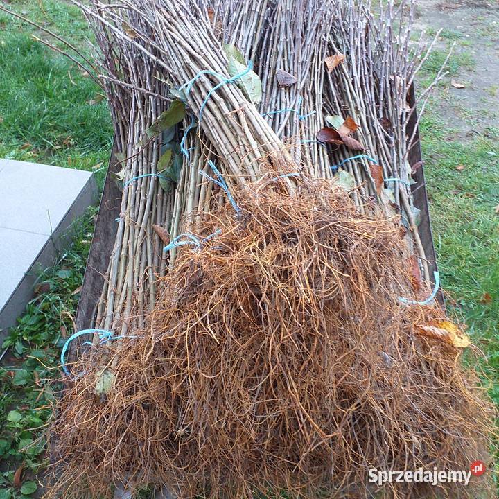 Podkładka pod drzewka owocowe Radomyśl Wielki