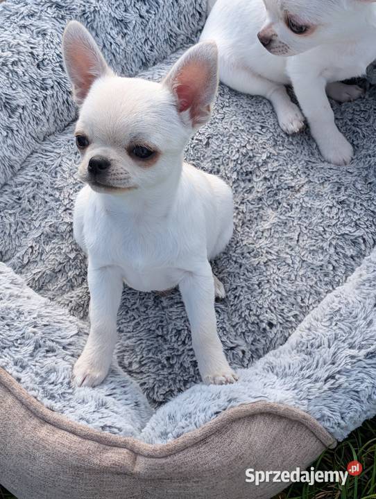 Piesek chihuahua kremowy ZKwP