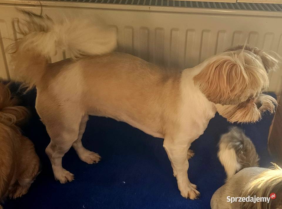 Shih Tzu śliczna tri color Wszystkie szczepienia Częstochowa