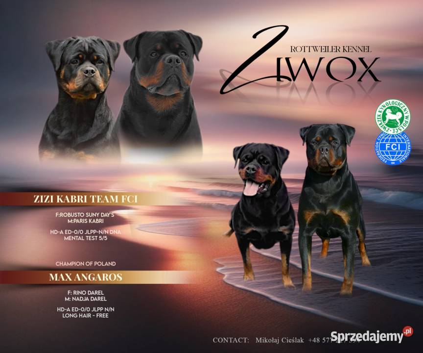 Rottweiler Szczeniaki ZKwPFCI Opatówek