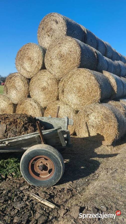 Słoma 130 Stara Kornica