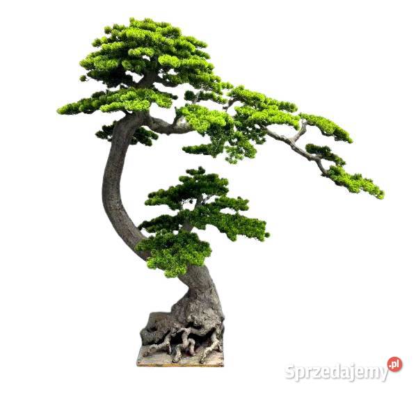 Sztuczne drzewko Bonsai Premium 180x90x200 Golkowice sprzedam