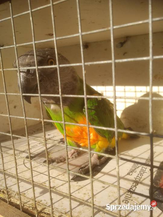 Afrykanka senegalska małopolskie Kraków sprzedam