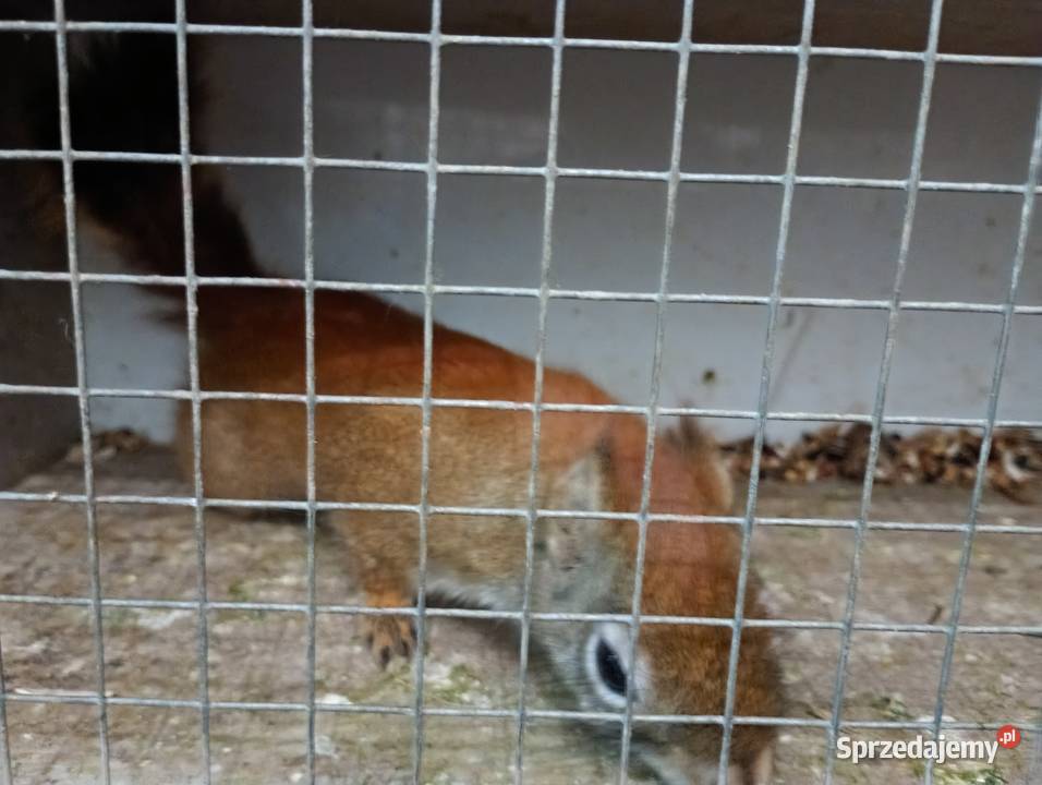 Sprzedam wiewiórka opolskie sprzedam