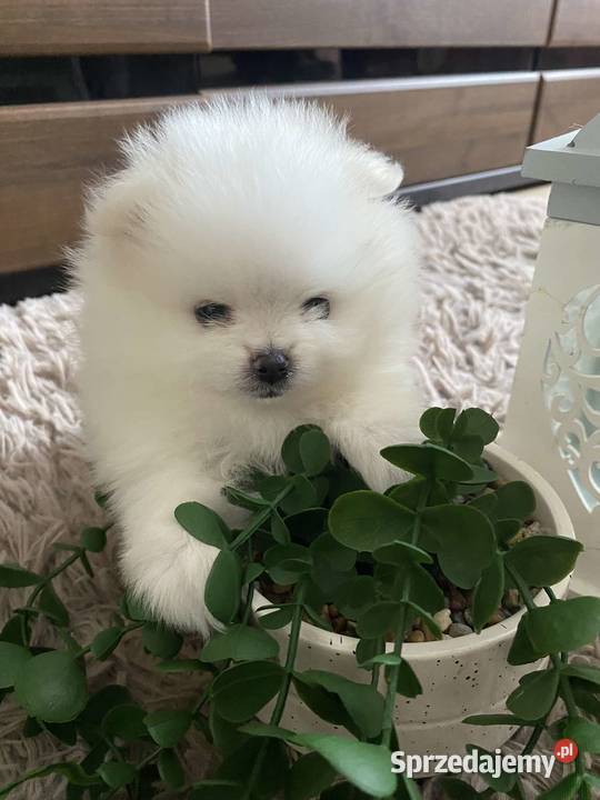 SZPIC MINIATUROWY POMERANIAN ŚLICZNE PIESKI łódzkie