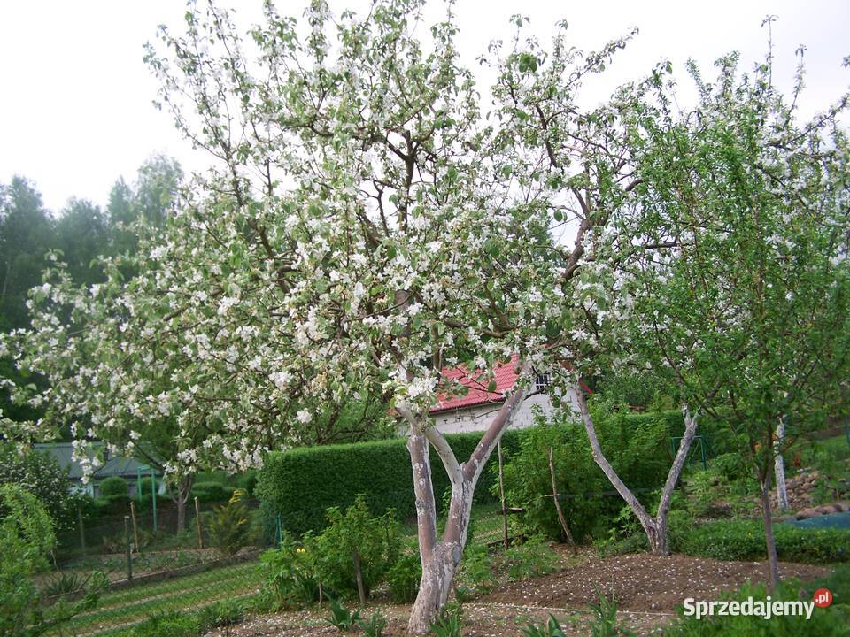 Ogródek działkowy działka rekreacyjna ROD Wiarus Wilkanowo sprzedam