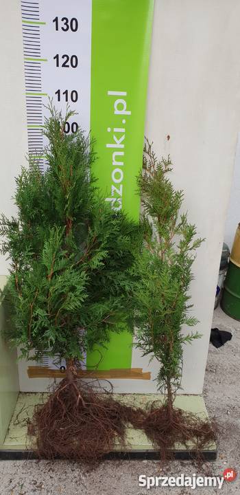 Świerk srebrny sadzonki Jodła kaukaska THUJA Rybnik