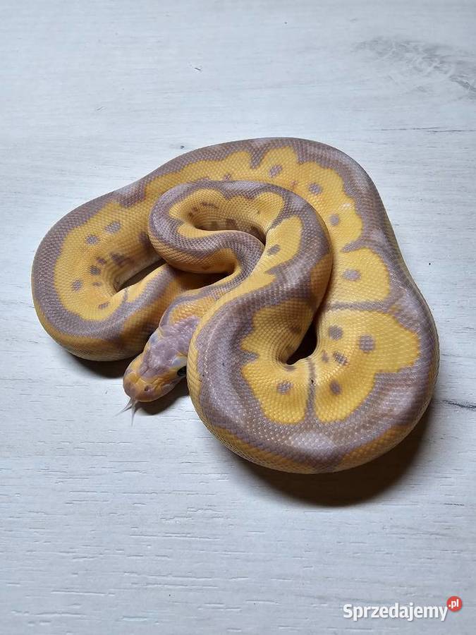 Wąż pyton królewski python regius samiec sprzedam