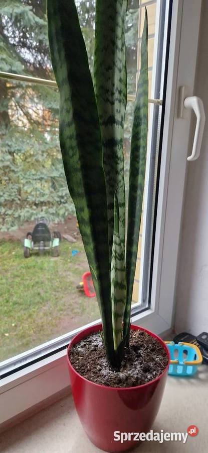 Sansevieria Laurentii żelazna roślina GWINEJSKA Kamieniec Wrocławski