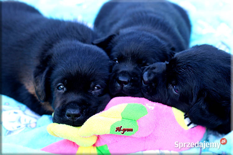 Czarne szczenięta rasy Labrador Retriever