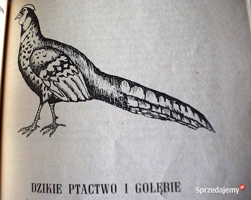 Potrawy z drobiu i dzikiego ptactwa1973 78 Chełmno