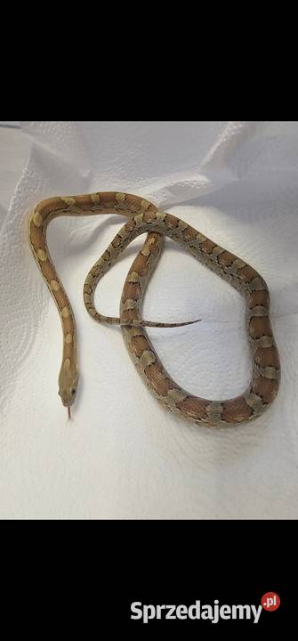 Waz zbozowy samiec carmel 2025 zachodniopomorskie