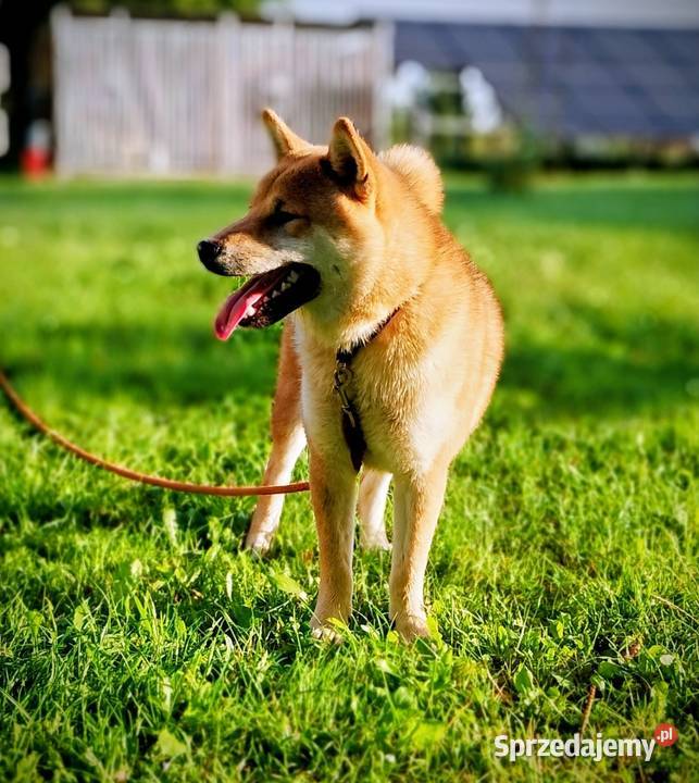 Shiba trzy pieski i suczka wszystkie czerwone Pozostałe Bychawka Trzecia