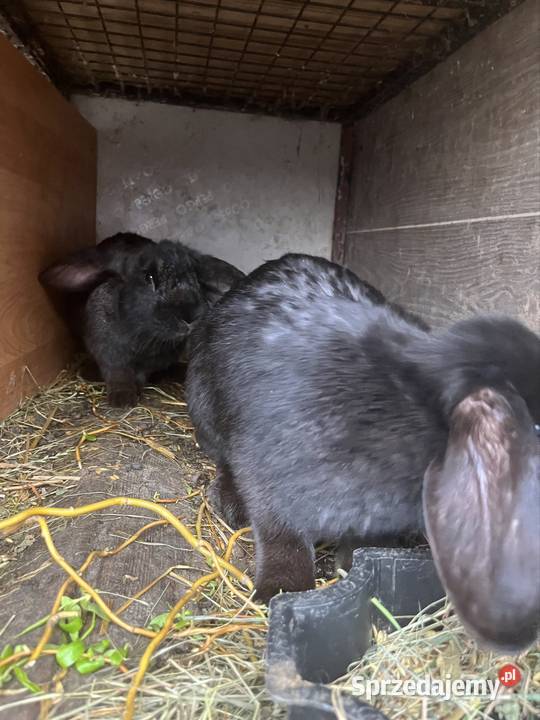 Królik Głuchów sprzedam