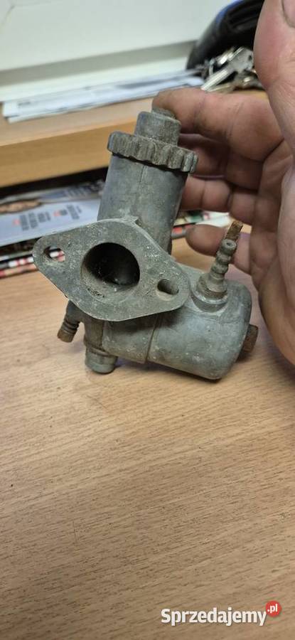 Junak gazela gaznik Tarnowskie Góry