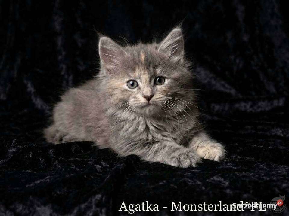 Maine Coon z rodowodem WCF MonsterlandPL Kocięta Bożków