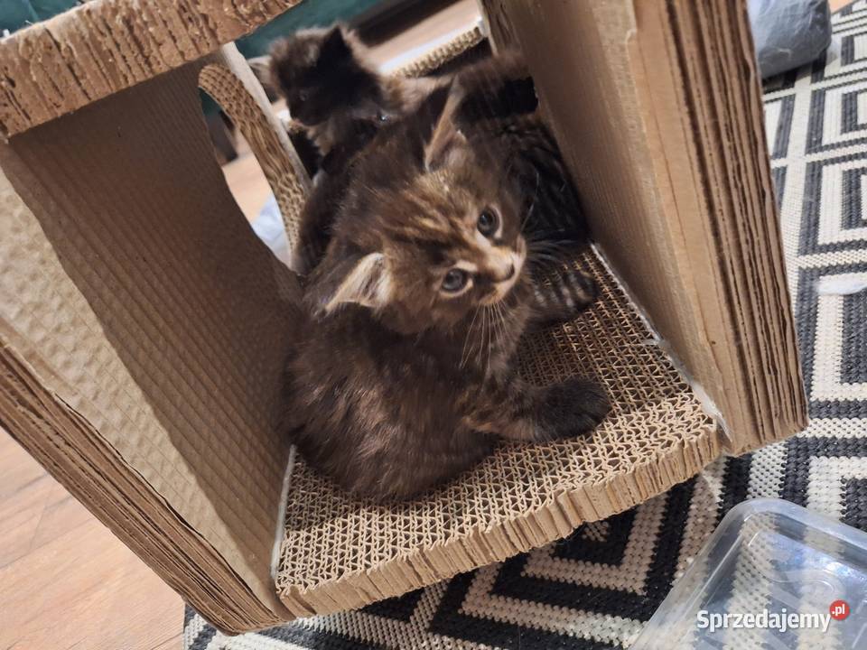 Kotek main coon z rodowodem Zwierzęta śląskie Zabrze