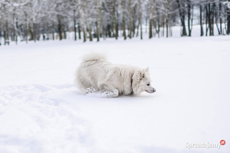 Szpic średni biały