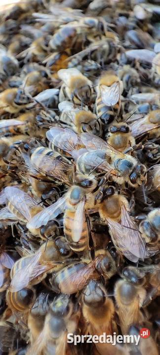 Miód pszczeli 2024 propolis kit pszczeli